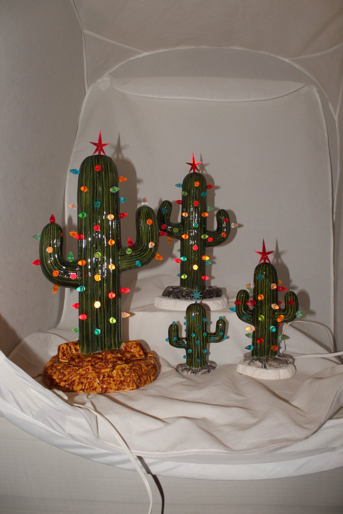 Christmas Cactus